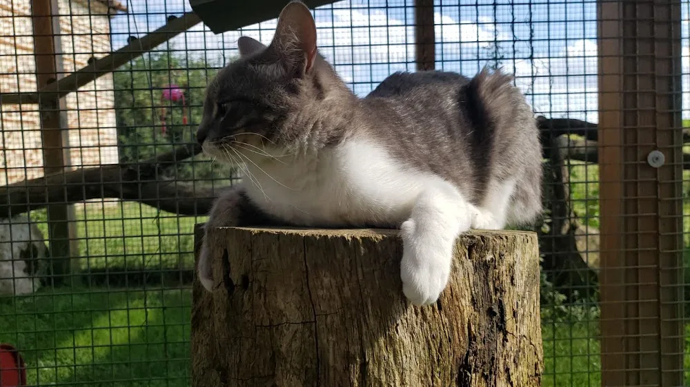 La Patoune du chat - Lot pet otel görseli 3