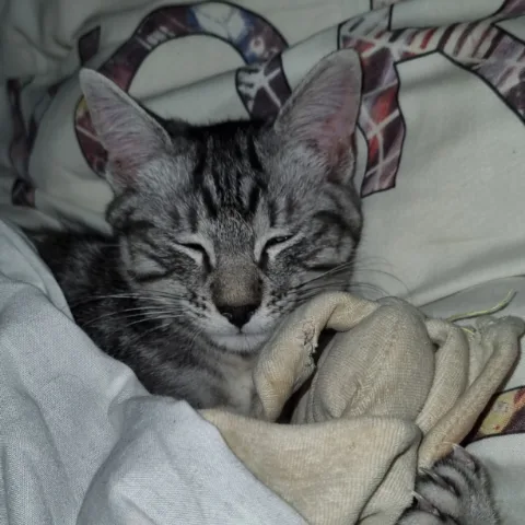 La Patoune du chat - Lot pet otel görseli 4