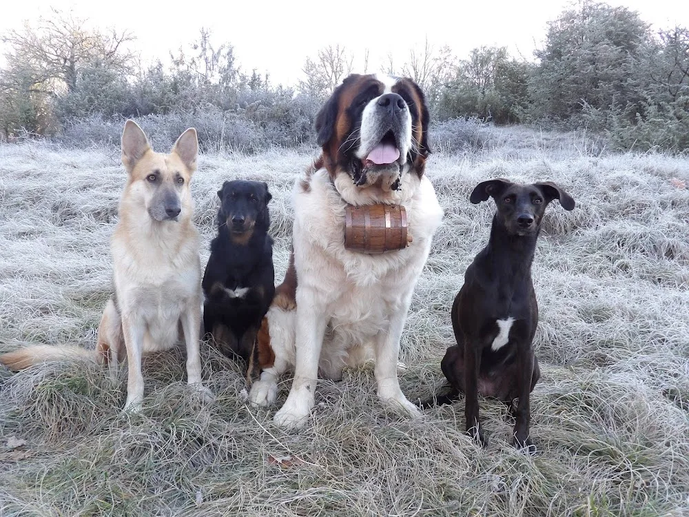 La Patte de Sirius - Éducateur Canin / Pension Canine LOT 46 - Lot pet otel görseli 2