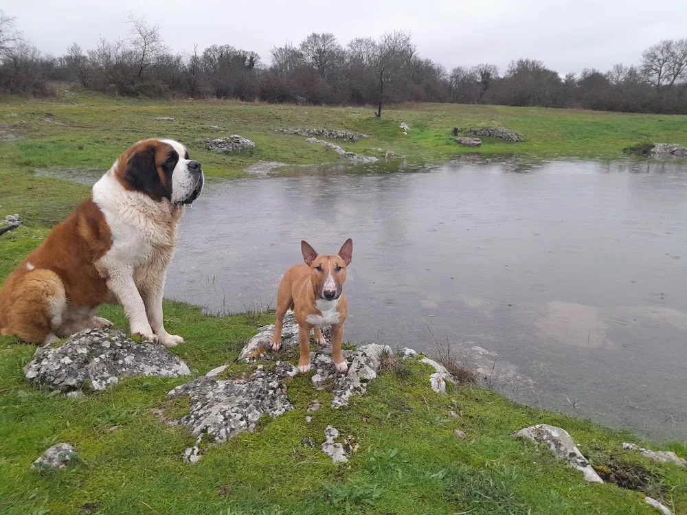 La Patte de Sirius - Éducateur Canin / Pension Canine LOT 46 - Lot pet otel görseli 3