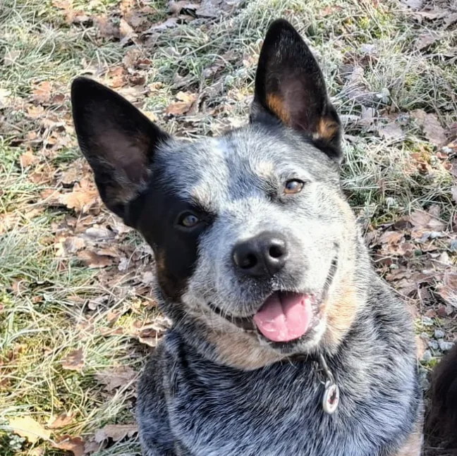 La Patte de Sirius - Éducateur Canin / Pension Canine LOT 46 - Lot pet otel görseli 5