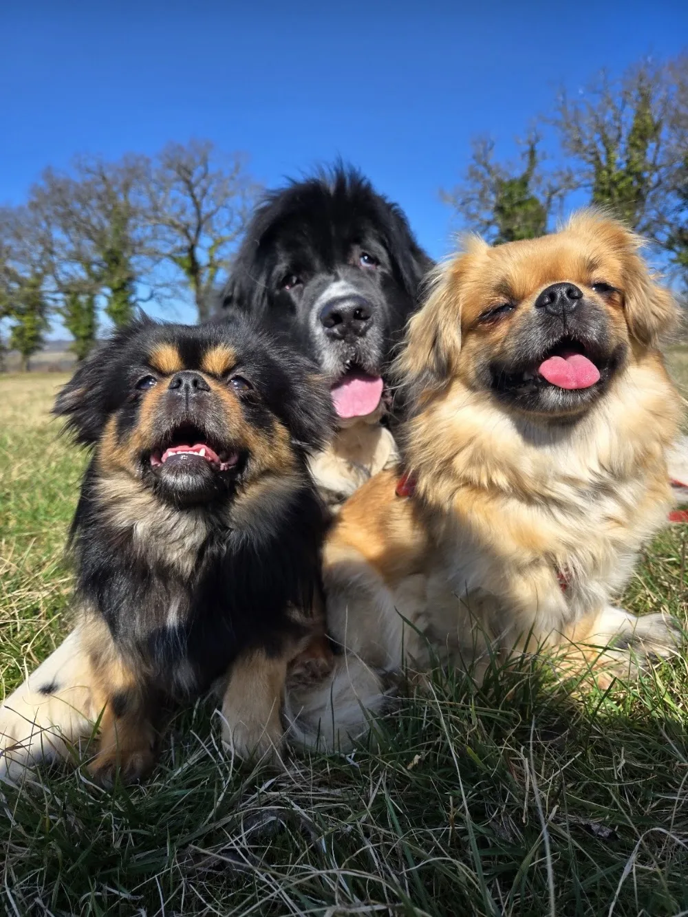 Les petites truffes de Dalye - Lot pet otel görseli 2