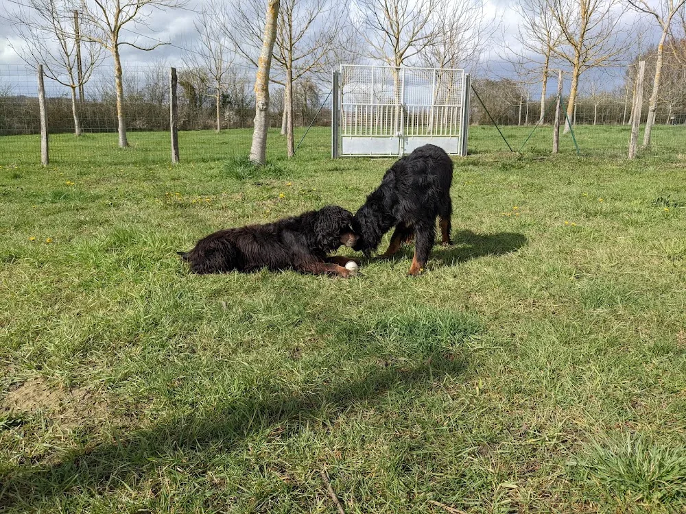 Pension Canine du Vallon des Bécasses - Lot pet otel görseli 3