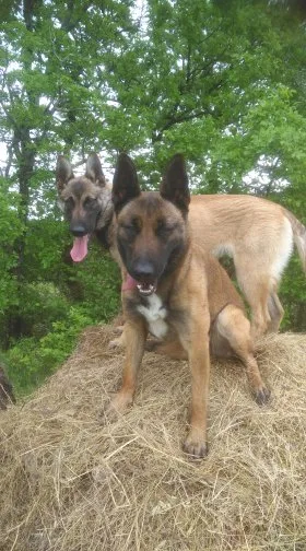 Pension canine et féline Ladi Lafé - Lot pet otel görseli 2