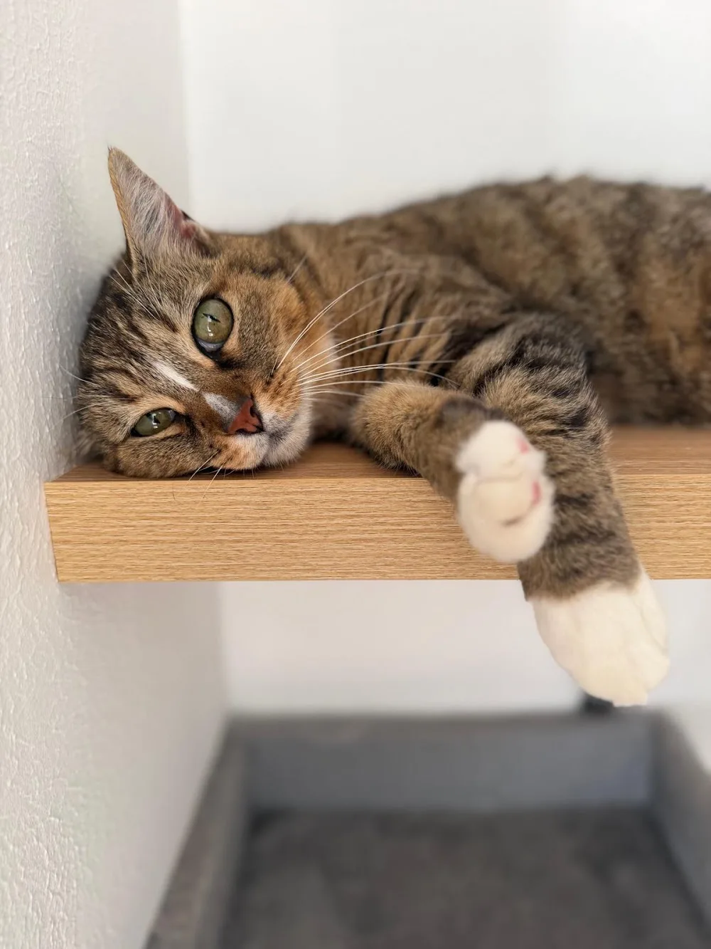 Pension du Dôme Chat'oyant - Lot pet otel görseli 3
