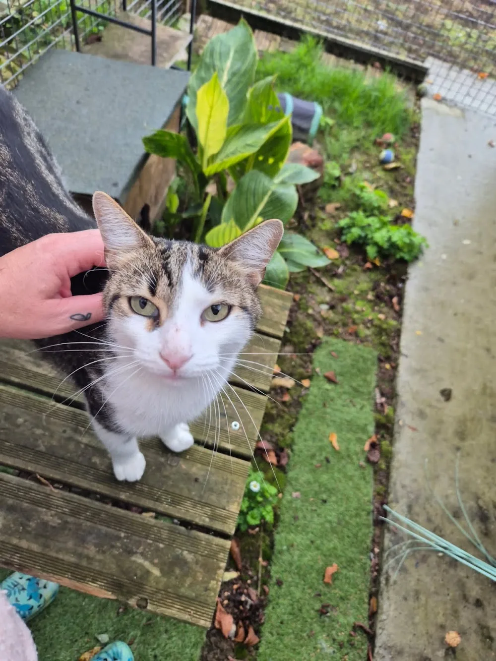 Pension Féline des Chats-Telains - Lot pet otel görseli 3