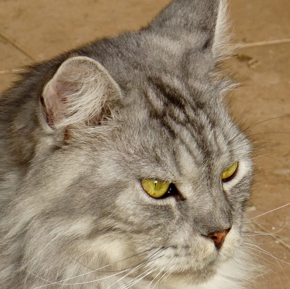 Pension Féline des Chats-Telains - Lot pet otel görseli 5