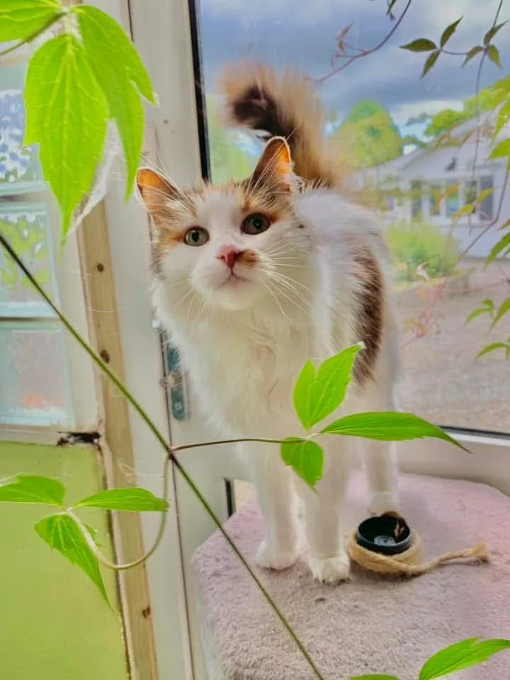 Armagh Country Pet Hotel - Louth pet otel
