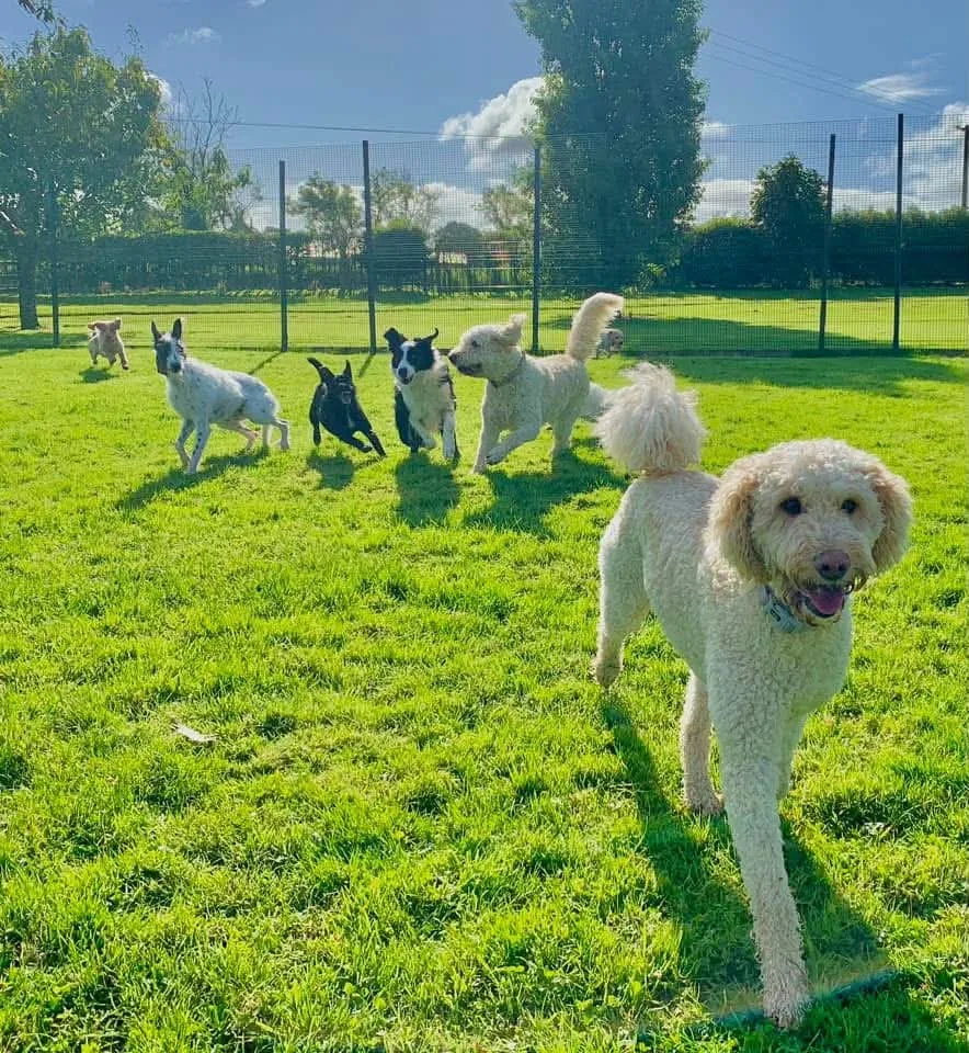 Armagh Country Pet Hotel - Louth pet otel görseli 3