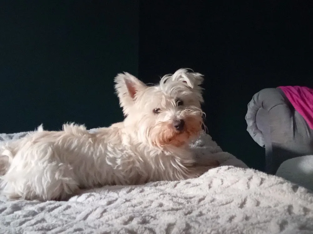 Bed and Biscuit Boarding Kennels - Louth pet otel görseli 6