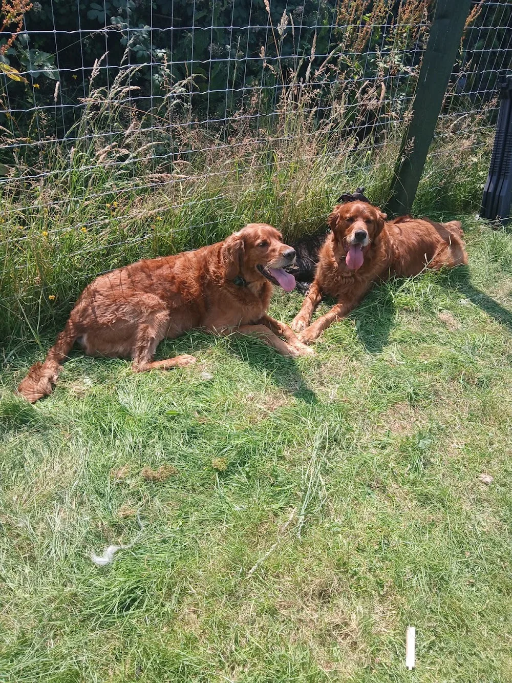 Begrath Boarding Kennels - Louth pet otel görseli 7
