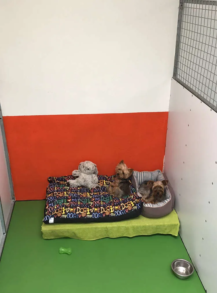 Bellinter Boarding Kennels & Cattery - Louth pet otel görseli 7