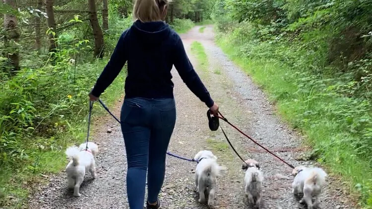 Blue Mountain Dog Boarding Kennels & Cattery - Louth pet otel