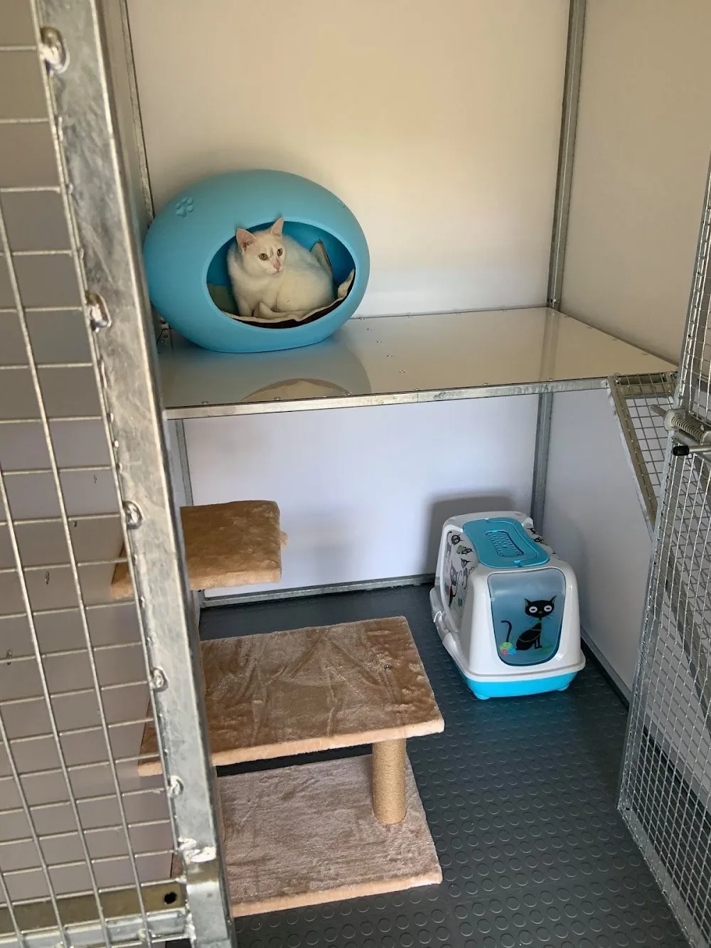Buskhill Cattery - Louth pet otel görseli 3