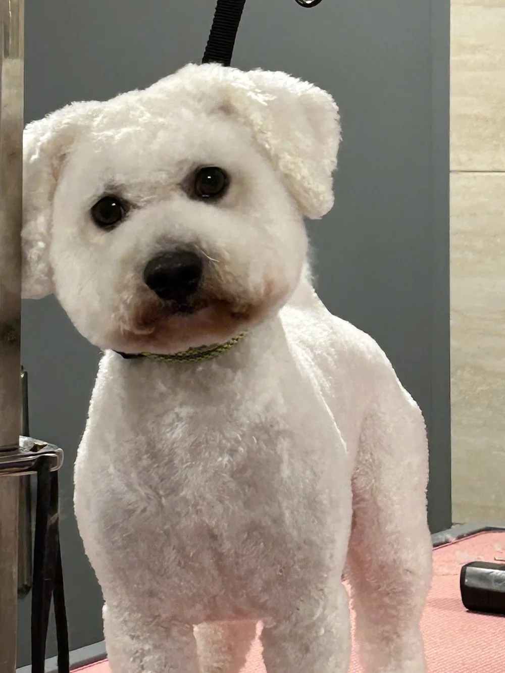 Country Haven Pet Boarding and Grooming - Louth pet otel