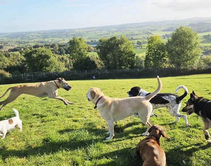 Dog Eclipse - Louth pet otel görseli 2