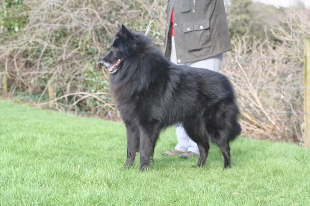 Drumconrath Boarding & Training Kennels - Louth pet otel görseli 7