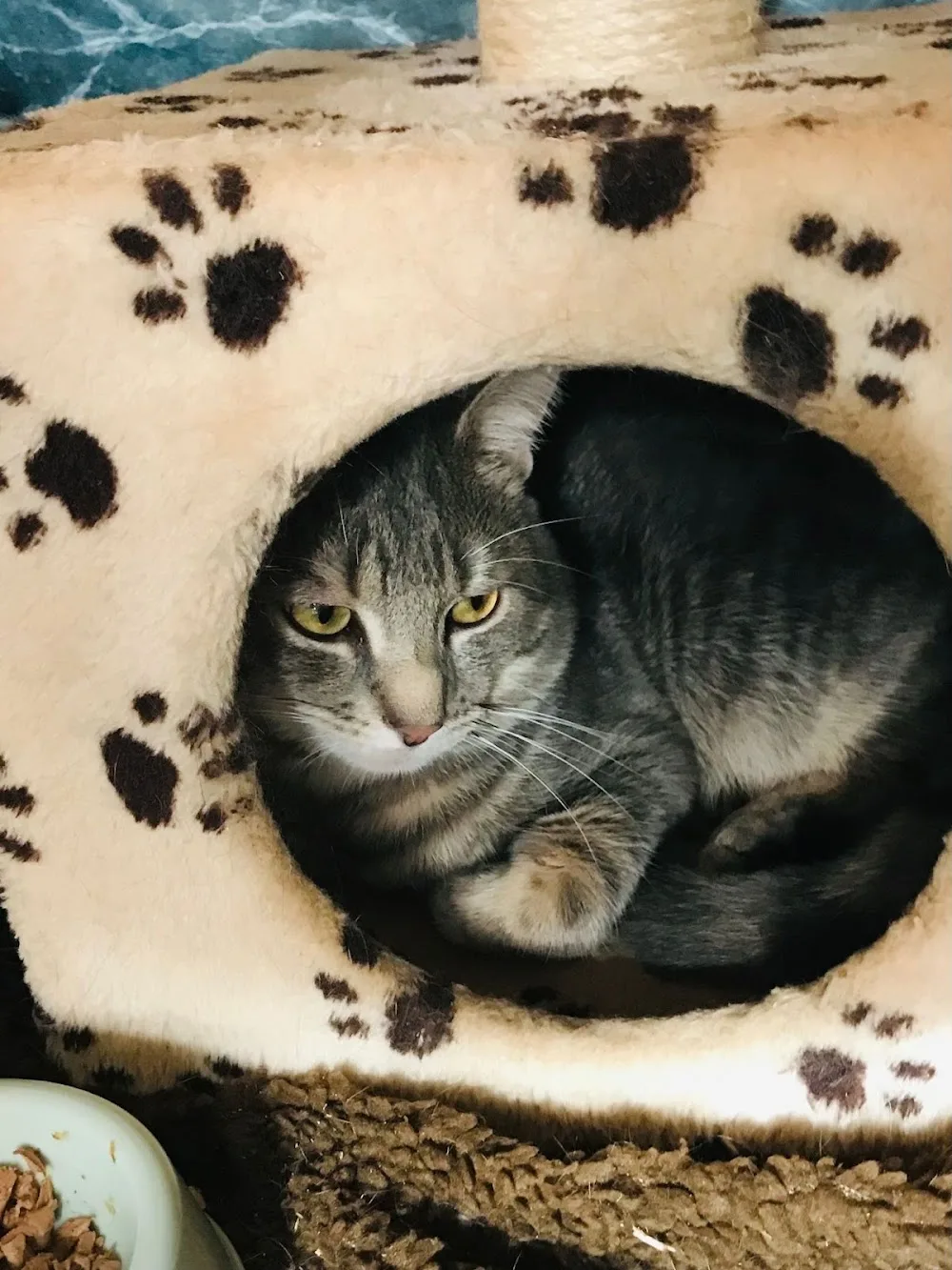 FelineFine Boutique Cattery - Louth pet otel