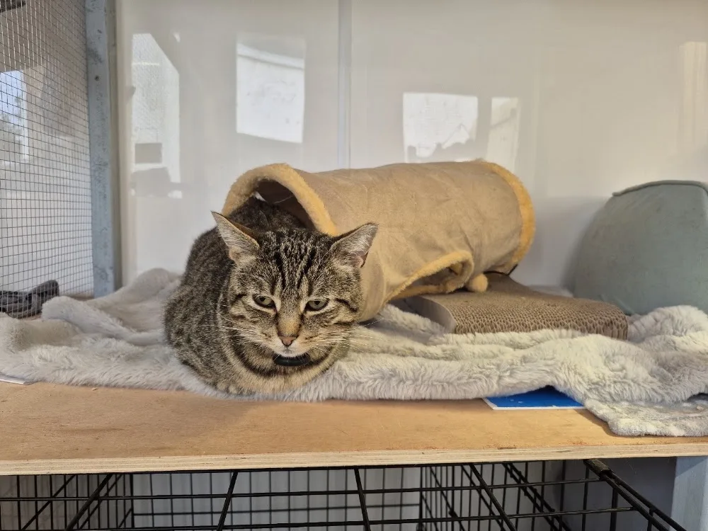 Gleann Lodge Cattery Drogheda - Louth pet otel
