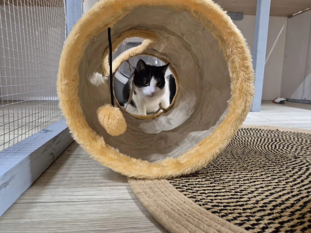 Gleann Lodge Cattery Drogheda - Louth pet otel görseli 3