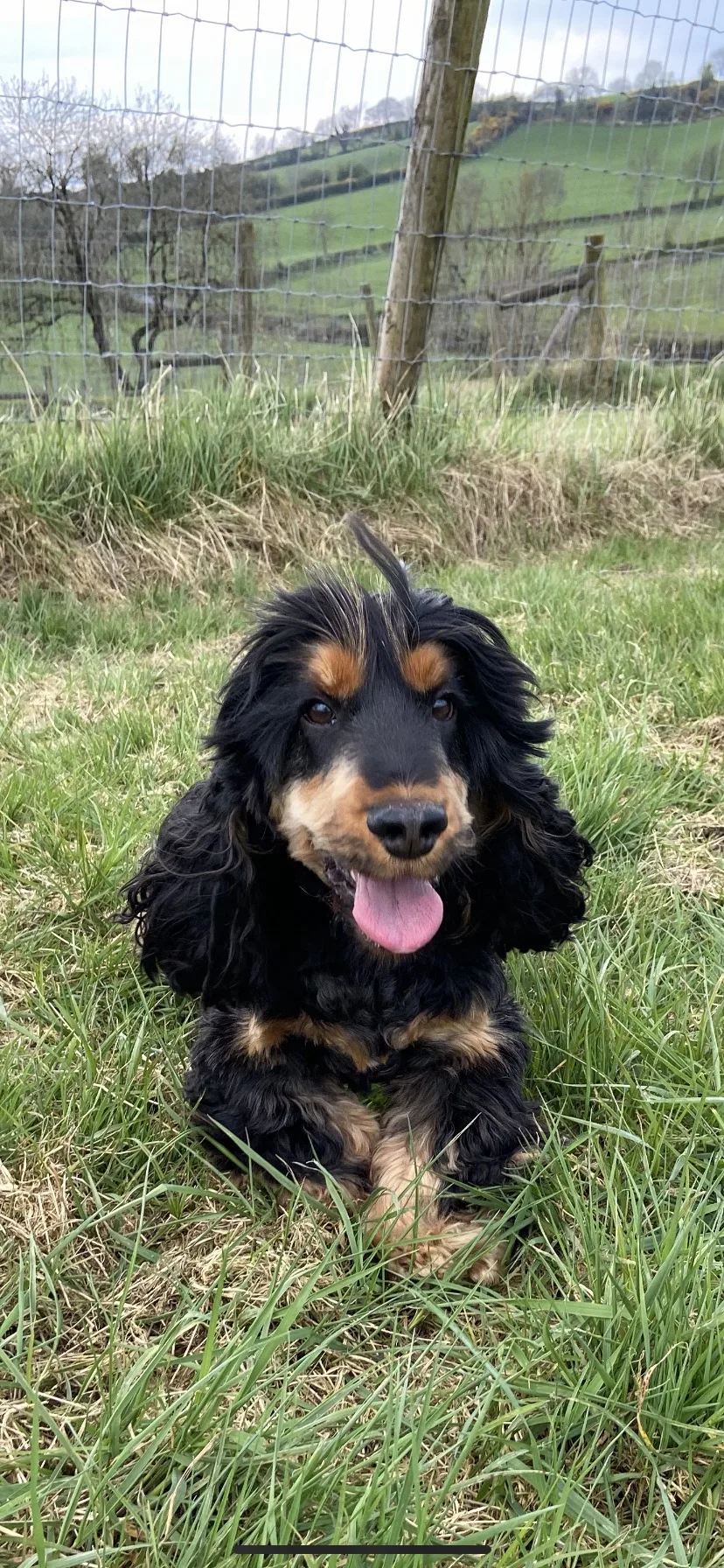 Kate's Kennels - Louth pet otel