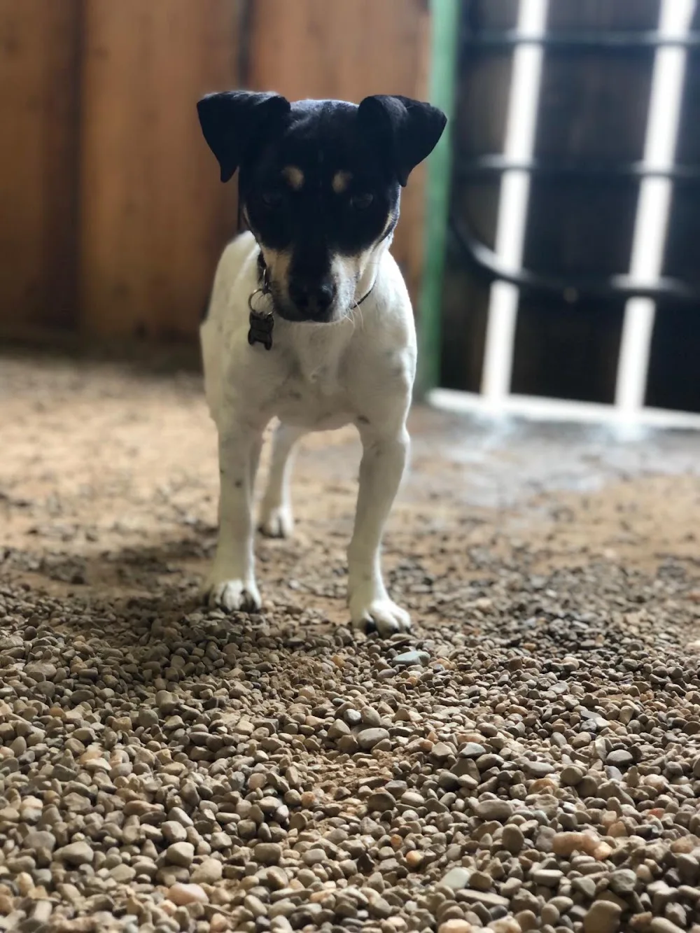 Leode Kennels - Louth pet otel görseli 3