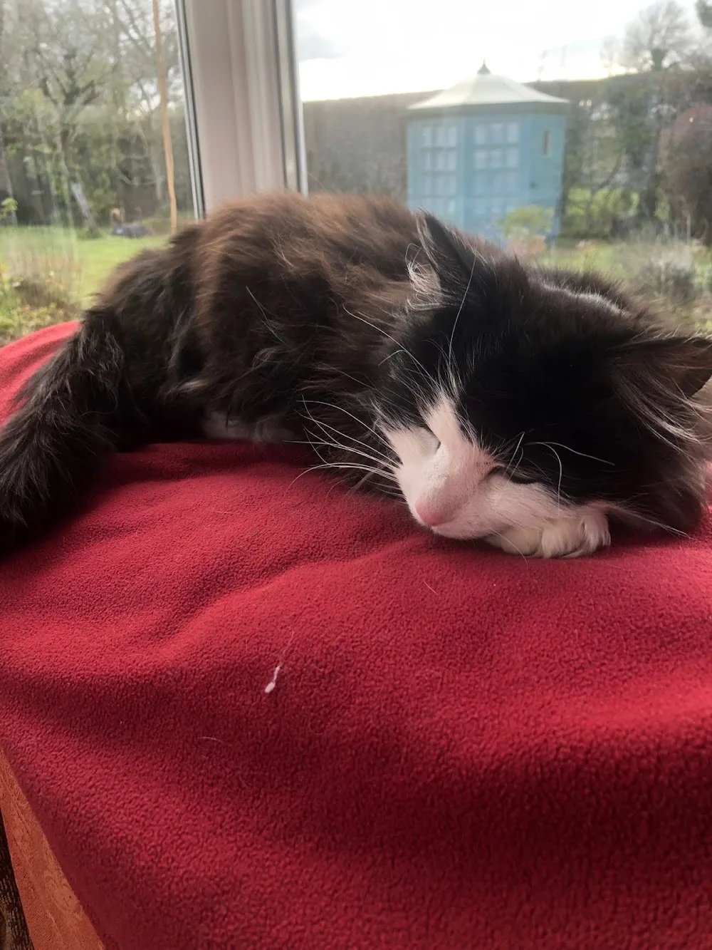 Moggie Motel - Louth pet otel görseli 3