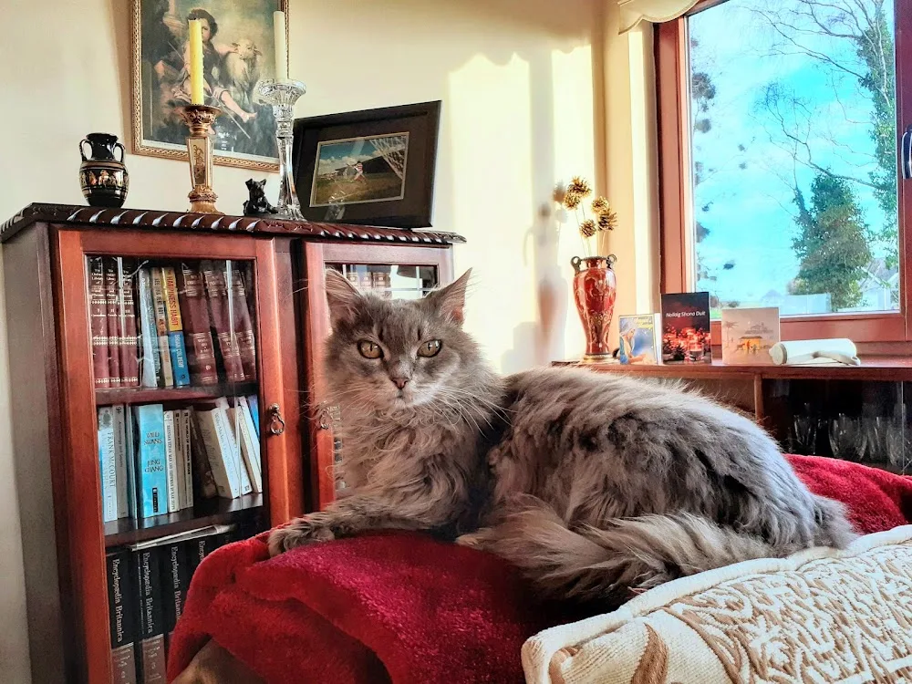 Moggie Motel - Louth pet otel görseli 6