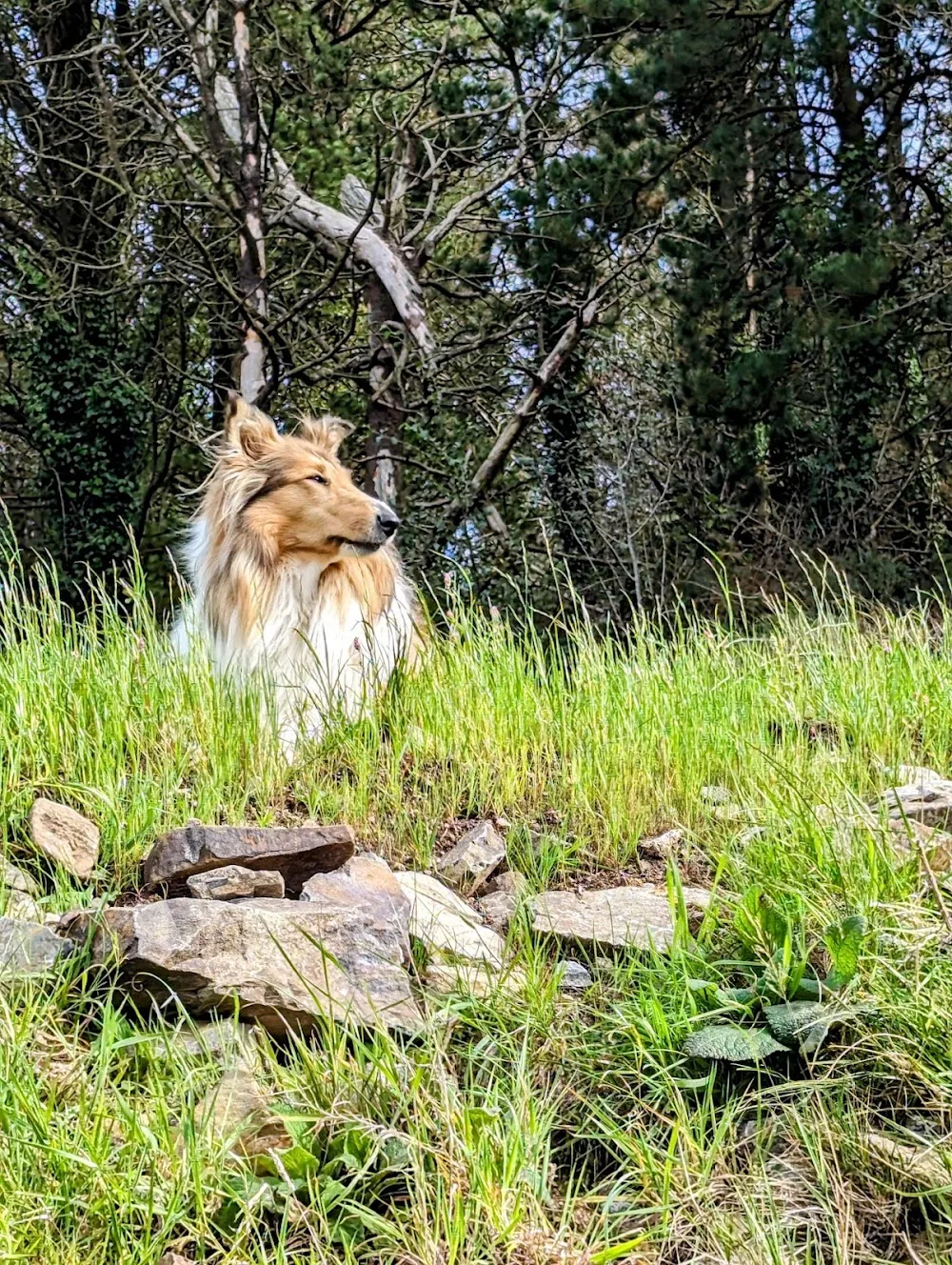 Mountain View Boarding Kennels Newry - Louth pet otel görseli 2