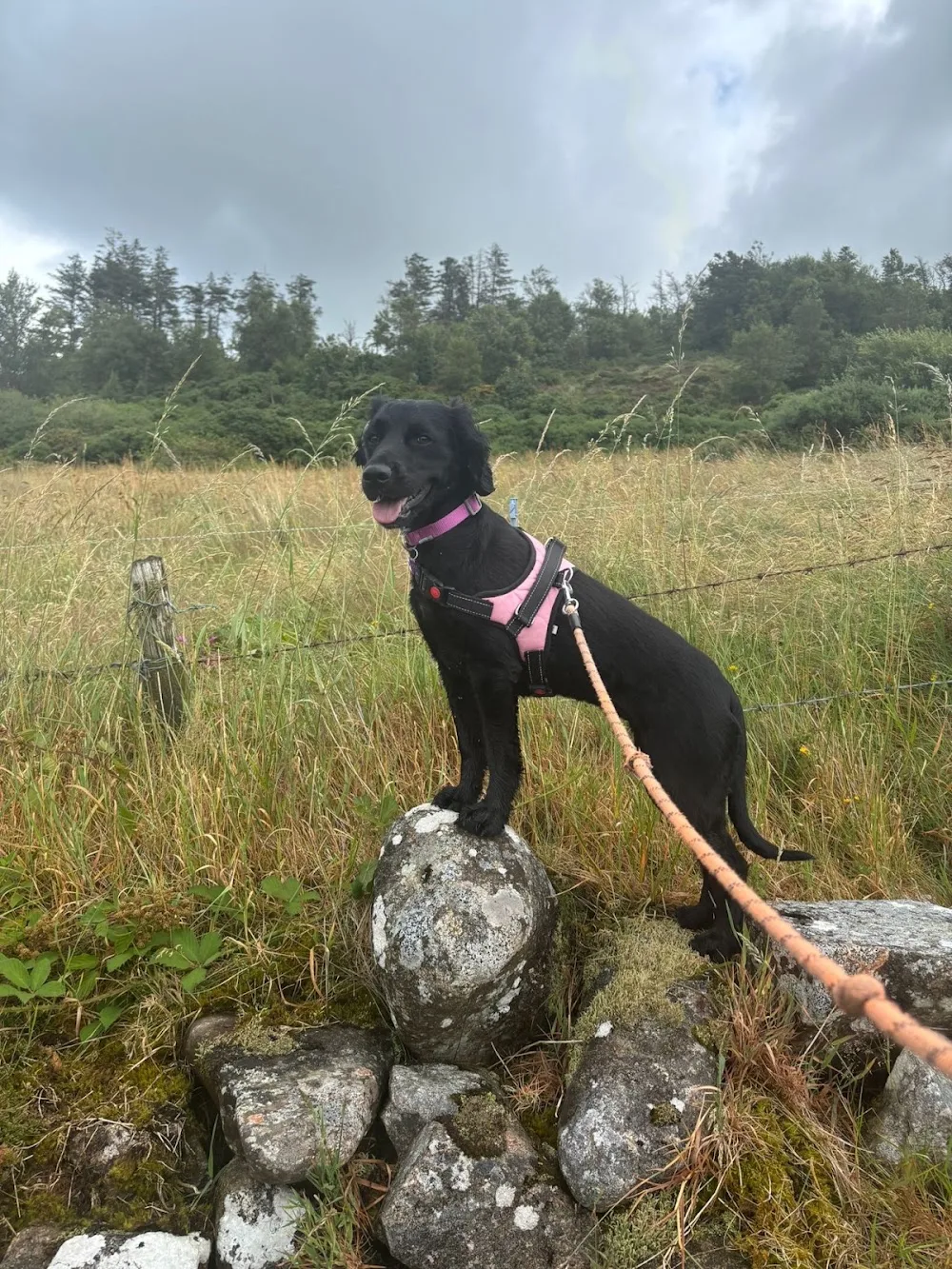 Mountain View Boarding Kennels Newry - Louth pet otel görseli 3