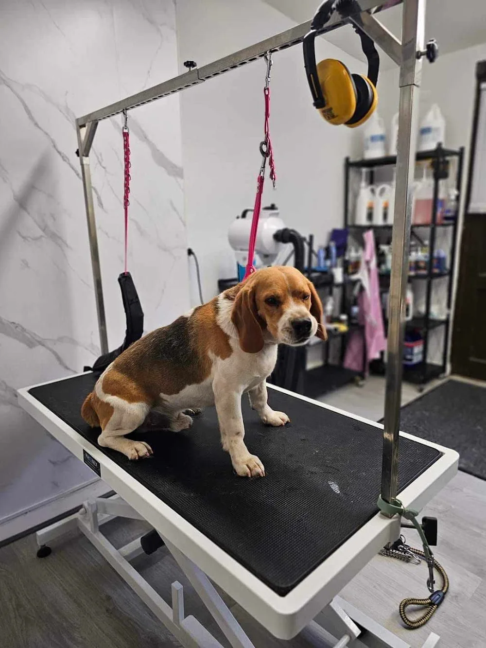 Pet Beauty & SPA House - Louth pet otel