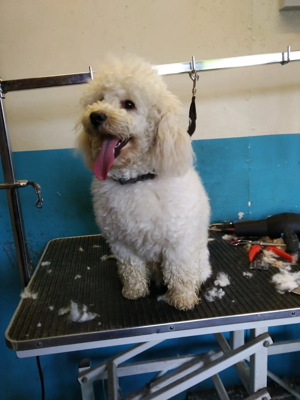 Precious Paws - Louth pet otel
