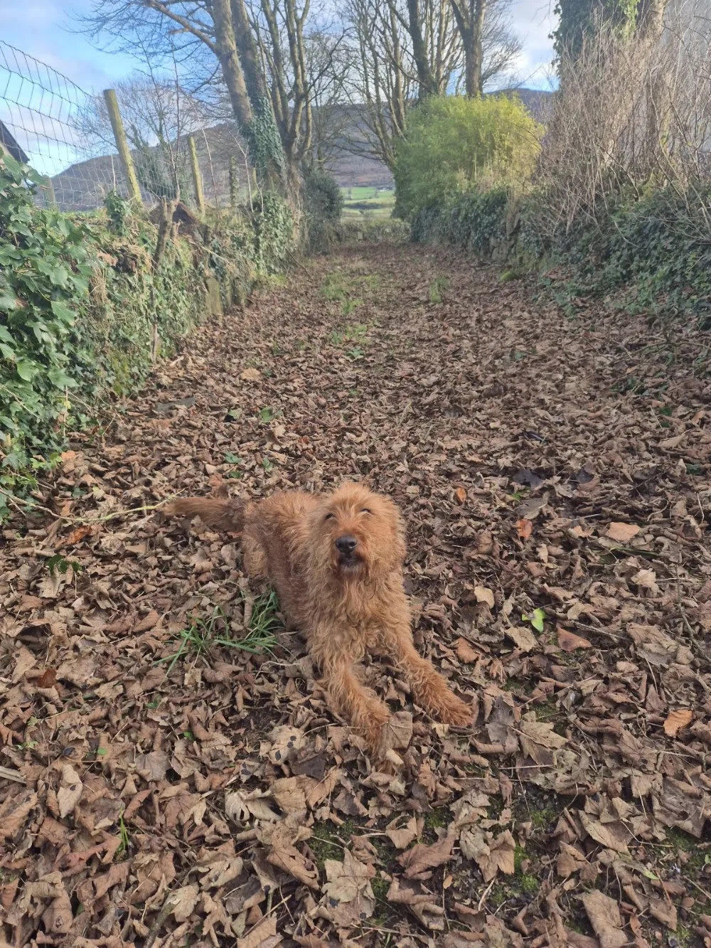 Slieve gullion kennels - Louth pet otel