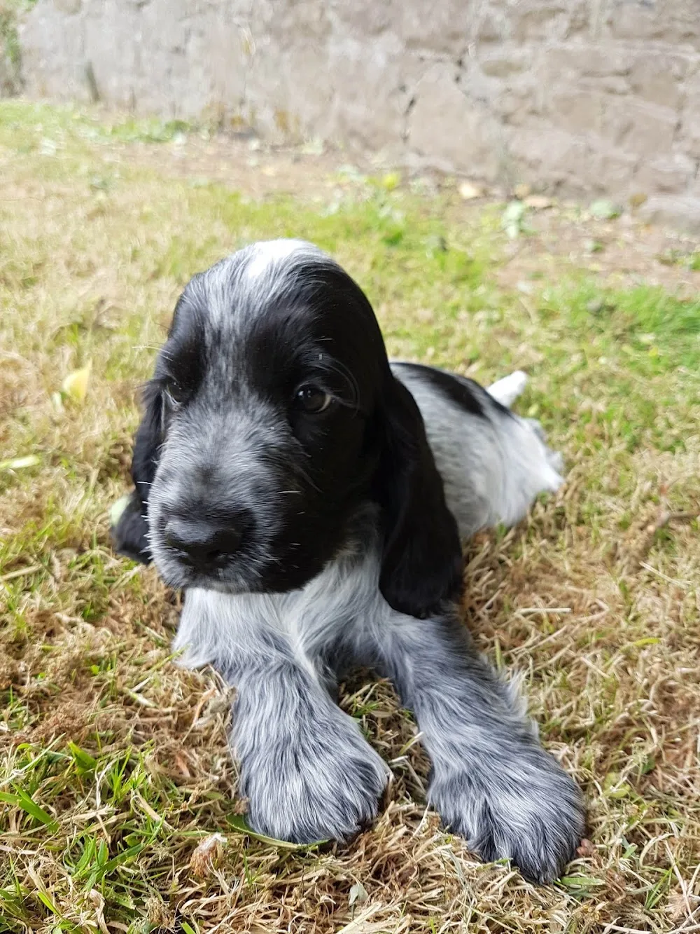Talk2thePaw - Louth pet otel görseli 6
