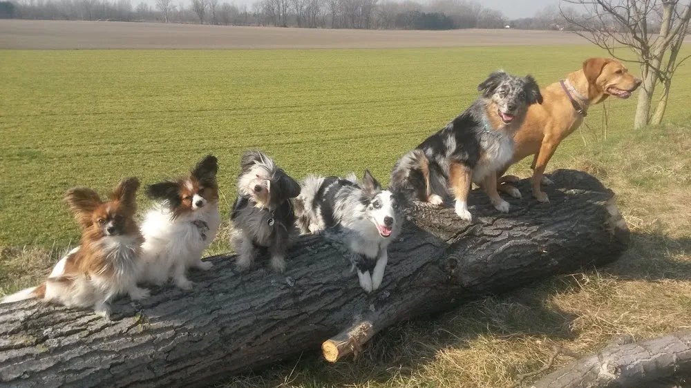 Heylik's Hundebetreuung (100% Familienanschluss) & -training - Lower Austria pet otel görseli 2