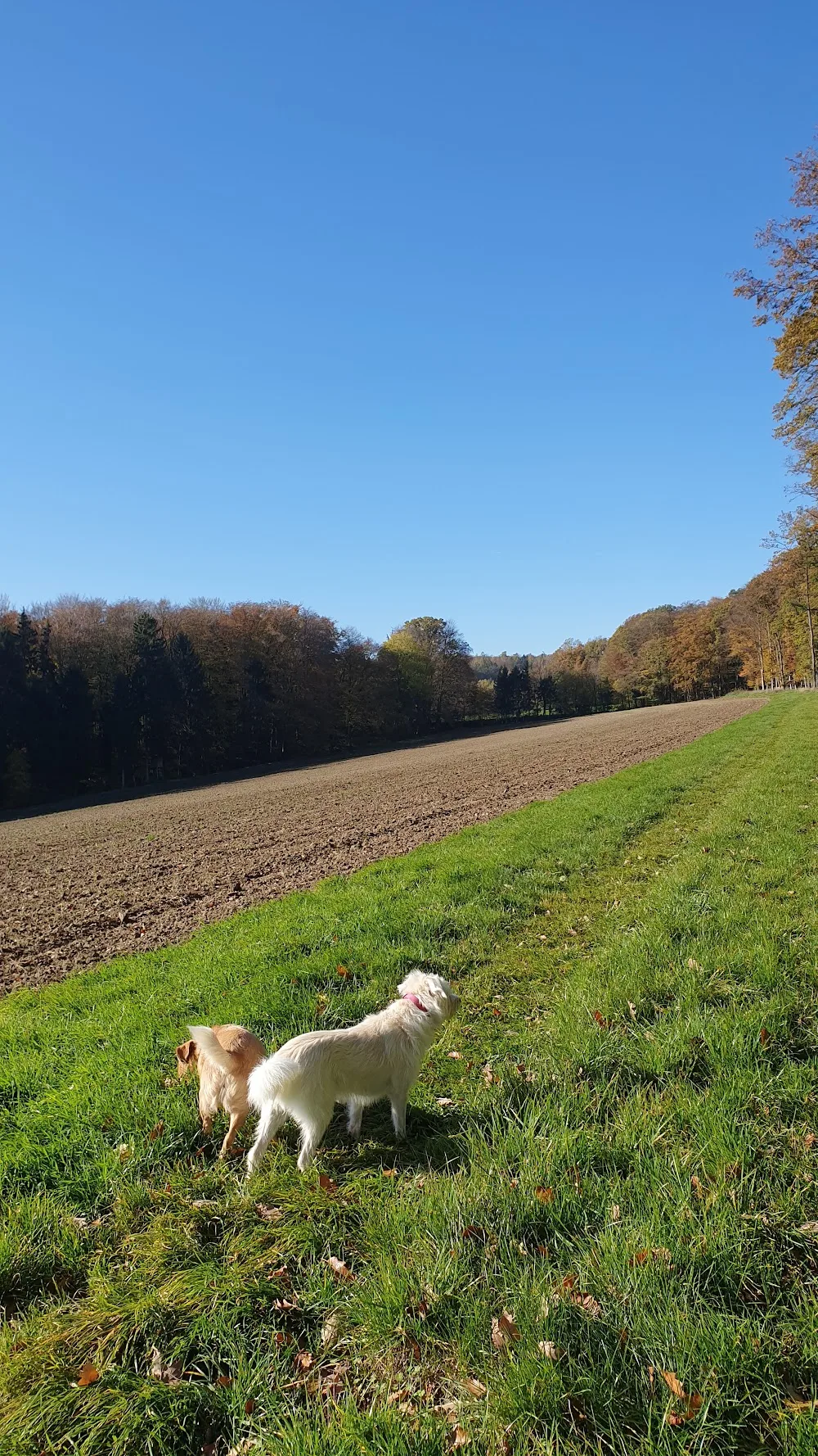 Lilla Ihrybauer Javor - Lower Austria pet otel görseli 2