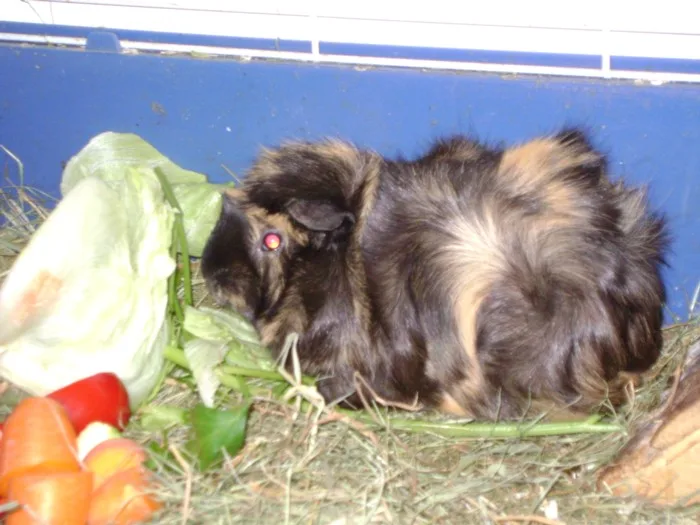 Tierbetreuung Wien - Lower Austria pet otel görseli 3