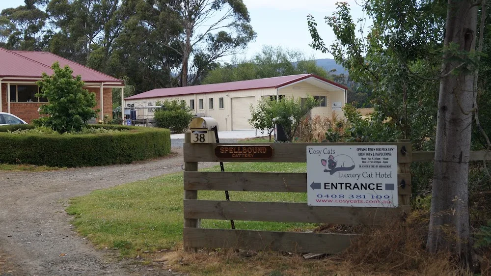 Cosy Cats- Cat Hotel, Pet Sitting, Animal Care, Hobart Cat Boarding - Lower Longley pet otel görseli 2