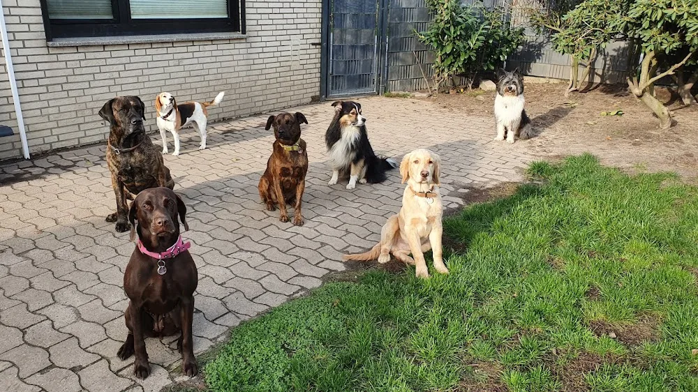 Die Hundehütte - Pension & Tagesstätte Christina Prendel - Lower Saxony pet otel