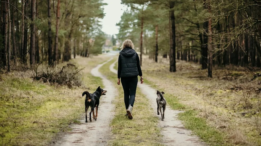 Hundehotel Hundemensch Stapel - Lower Saxony pet otel