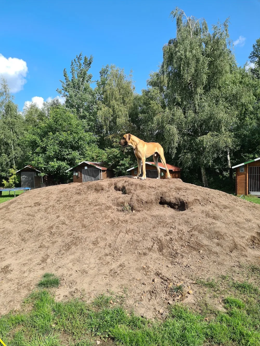 Hundepension Beinhorn - Lower Saxony pet otel görseli 3