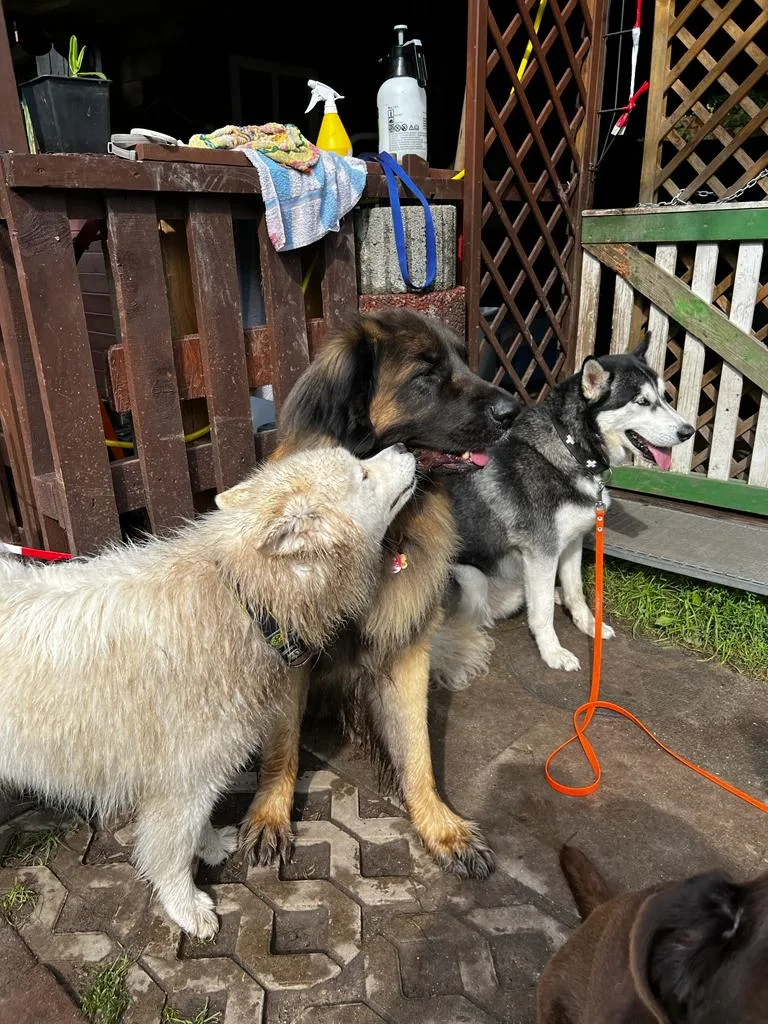 Hundepension Burgdorf - Lower Saxony pet otel
