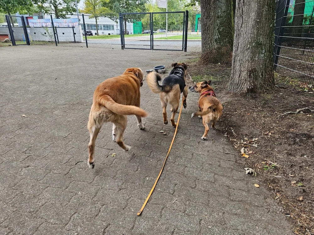 Hundepension Liebenau - Lower Saxony pet otel