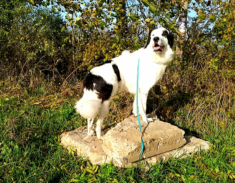 Hundepension Liebenau - Lower Saxony pet otel görseli 3