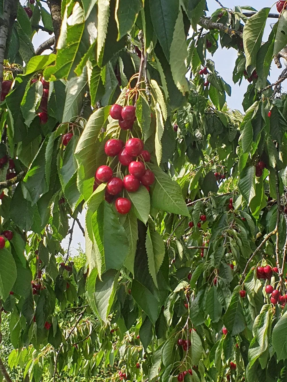 Hundepension "Spielewiese" - Lower Saxony pet otel