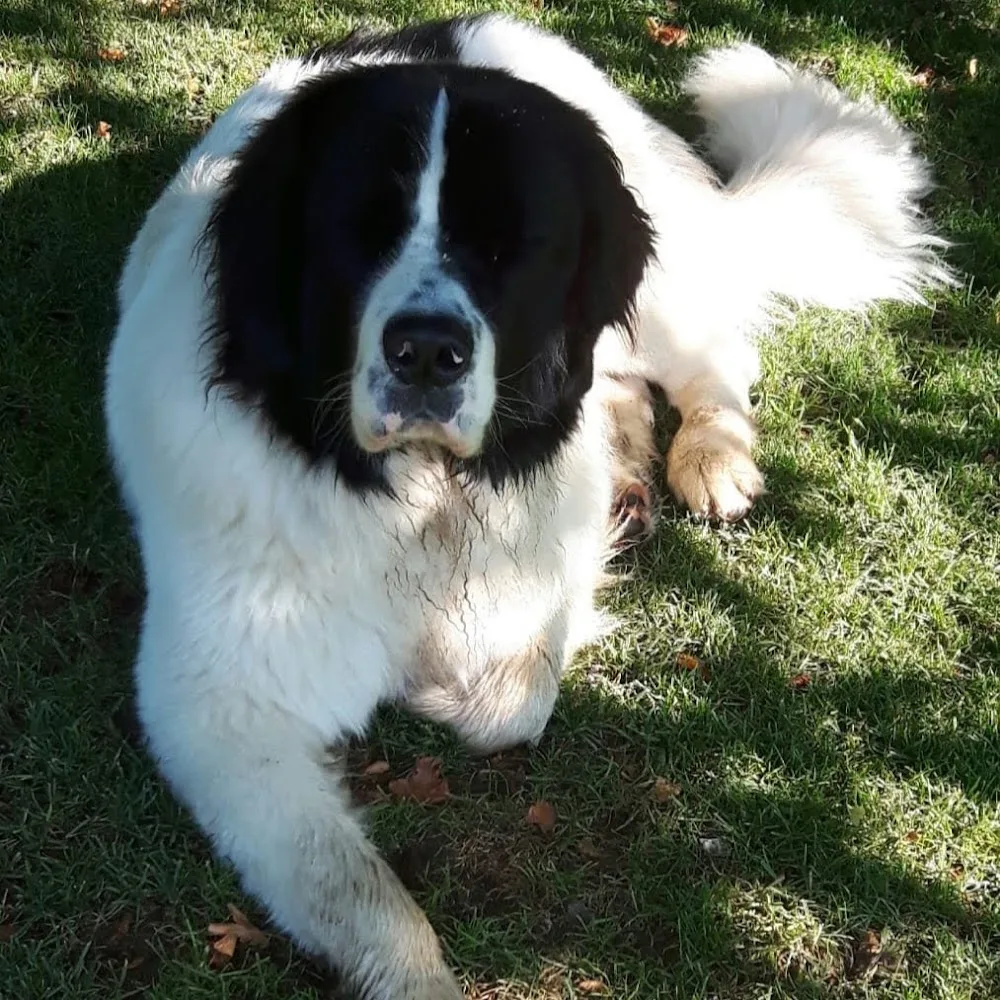 Hundepension - Lower Saxony pet otel