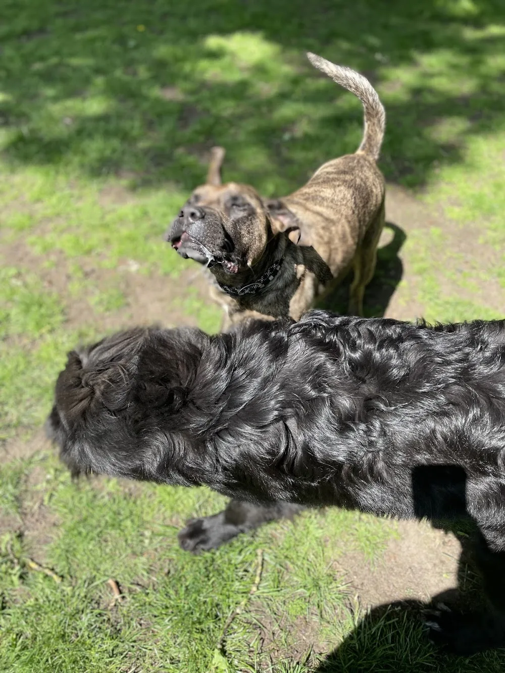 Hundepension&Hundeschule Weserköter - Lower Saxony pet otel görseli 2