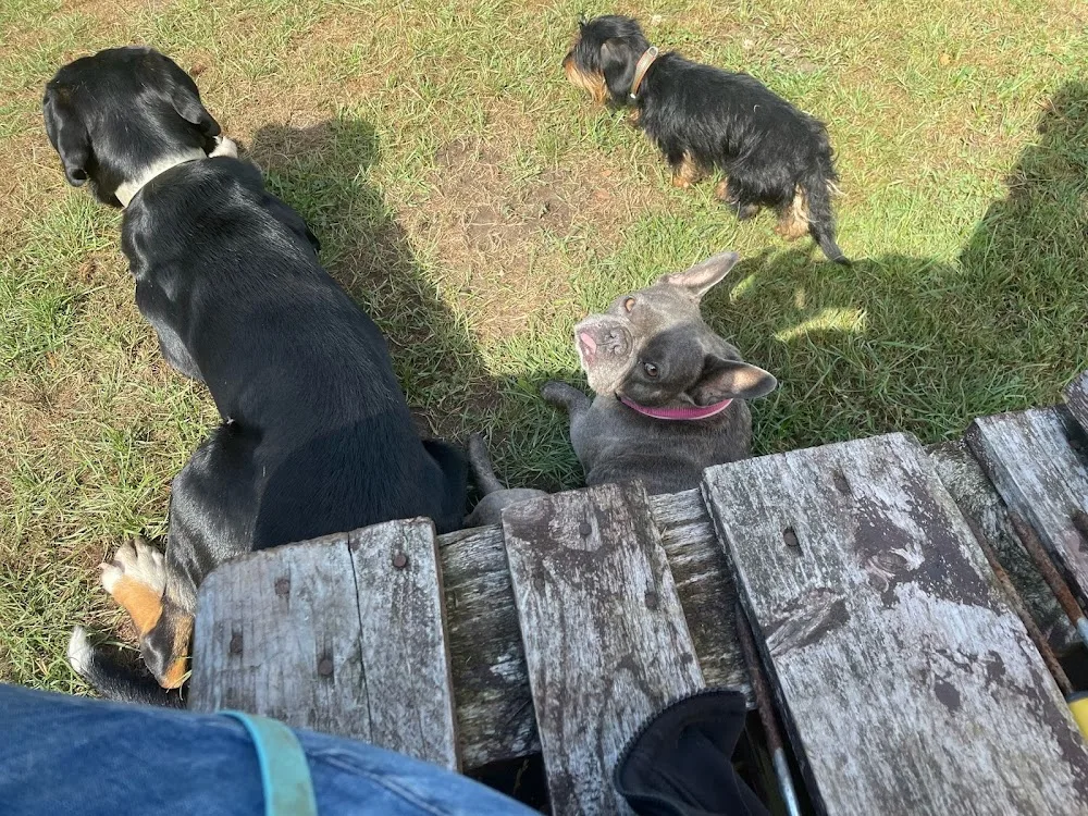 Hundepension&Hundeschule Weserköter - Lower Saxony pet otel görseli 3