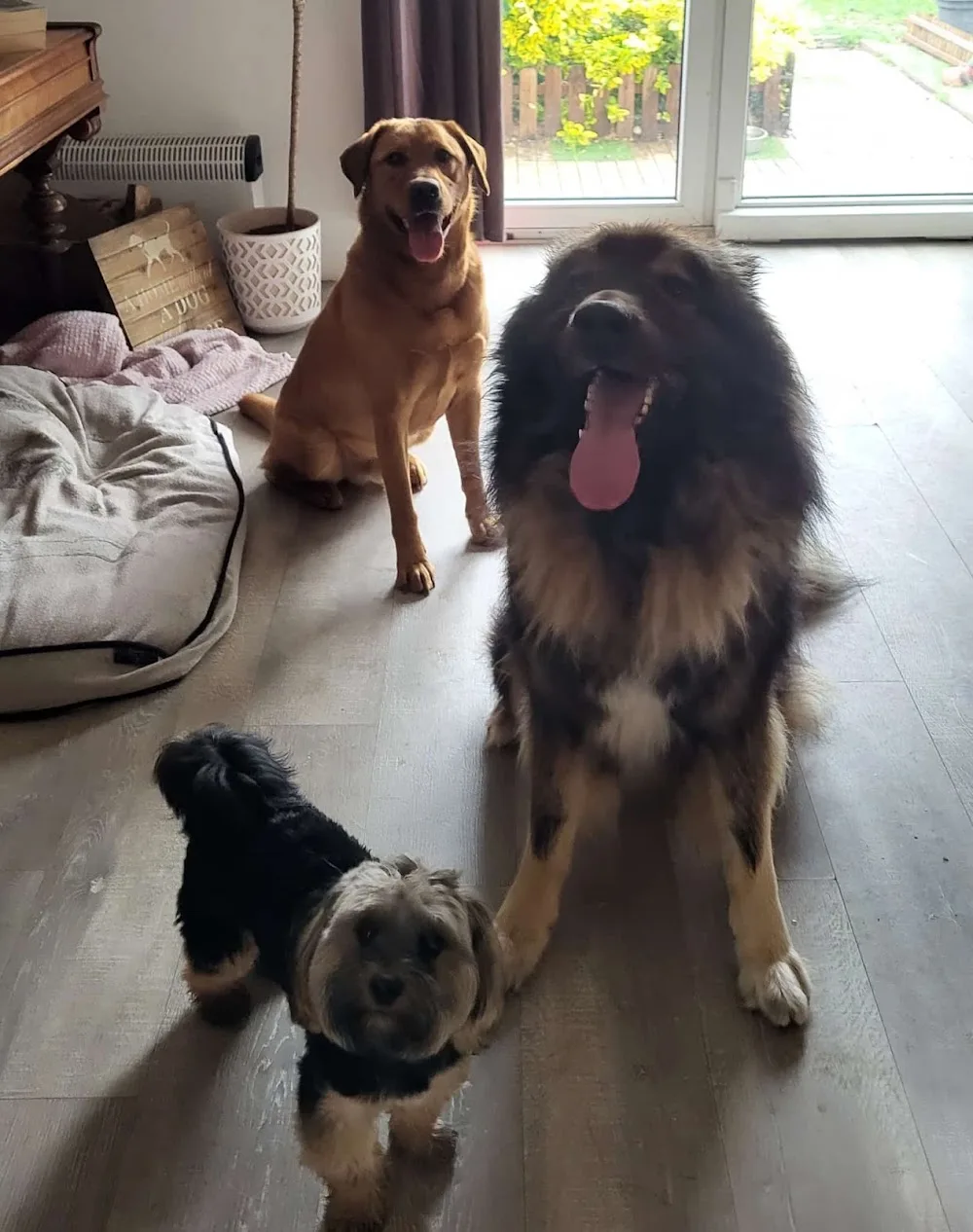 Hundeservice Better dogether - Lower Saxony pet otel görseli 2
