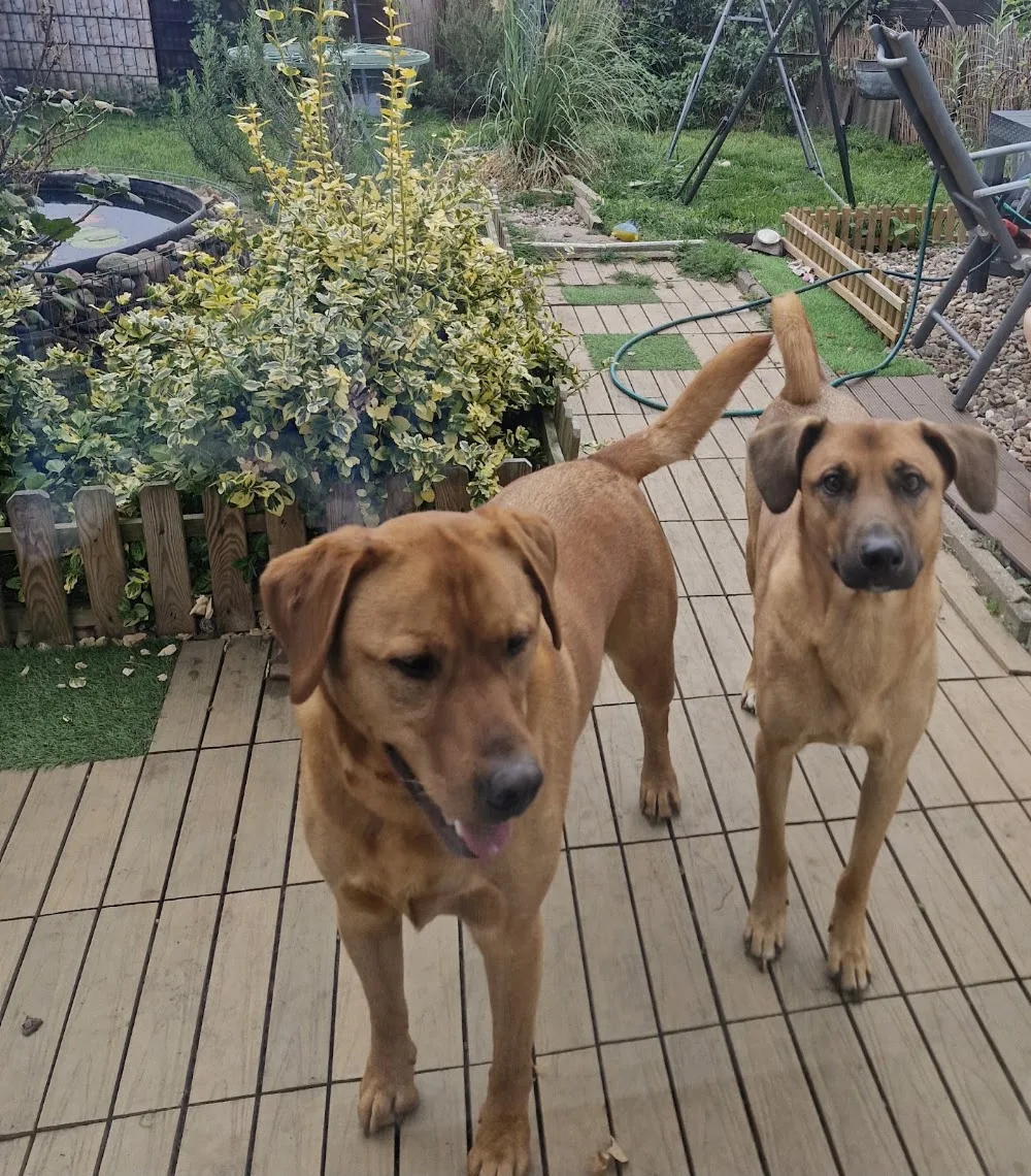 Hundeservice Better dogether - Lower Saxony pet otel görseli 3
